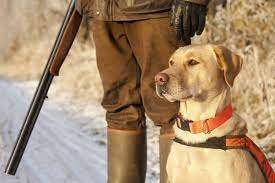 Training Your Labrador As A Gun Dog 